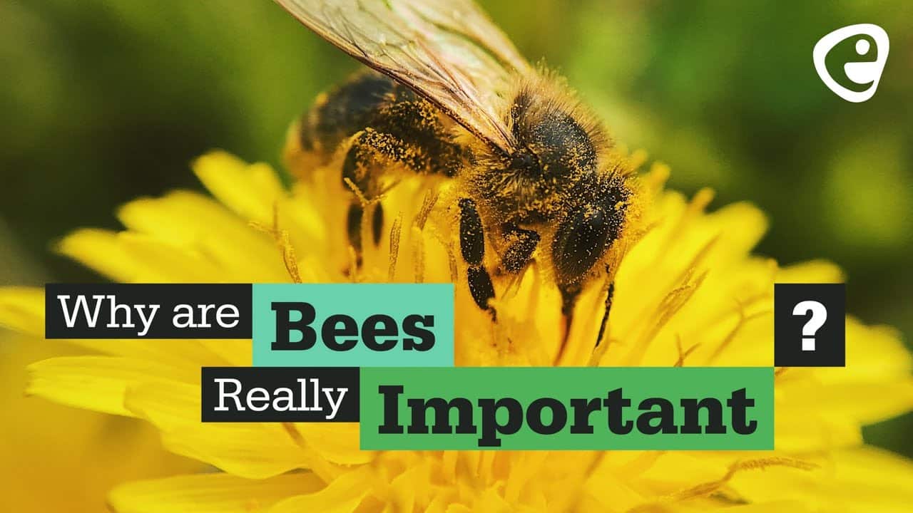 R-8: The Ecological Importance of Bees